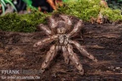 Leopardvogelspinne, Stromatopelma Calceatum XL -Tier Produkt Geschäft Stromatopelma calceatum 5