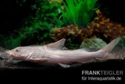 Süßwasserhai, Hemiarius Stormii