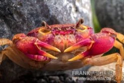 Lila Süßwasserkrabbe, Globithelphusa "indian Lilac" -Tier Produkt Geschäft Suesswasserkrabbe Globithelphusa indian lilac n3