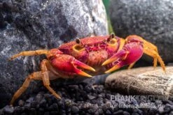 Lila Süßwasserkrabbe, Globithelphusa "indian Lilac" -Tier Produkt Geschäft Suesswasserkrabbe Globithelphusa indian lilac n5