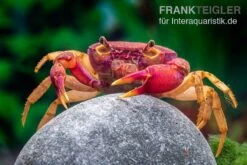 Lila Süßwasserkrabbe, Globithelphusa "indian Lilac" -Tier Produkt Geschäft Suesswasserkrabbe Globithelphusa indian lilac n6