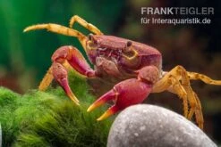 Lila Süßwasserkrabbe, Globithelphusa "indian Lilac" -Tier Produkt Geschäft Suesswasserkrabbe Globithelphusa indian lilac n7