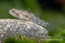 Sumatra Grundel, Mugilogobius Sp Sumatra, 5er Gruppe -Tier Produkt Geschäft Sumatra Grundel Mugilogobius sp Sumatra
