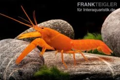 Superorangener Aprikosenkrebs, Cherax Cf. Holthuisi 9 Superorangener Aprikosenkrebs, Cherax Cf. Holthuisi -Tier Produkt Geschäft Superorangener Aprikosenkrebs Cherax cf holthuisi 03