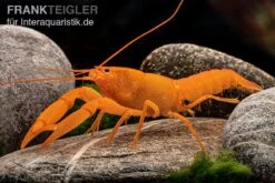 Superorangener Aprikosenkrebs, Cherax Cf. Holthuisi 11 Superorangener Aprikosenkrebs, Cherax Cf. Holthuisi -Tier Produkt Geschäft Superorangener Aprikosenkrebs Cherax cf holthuisi 05
