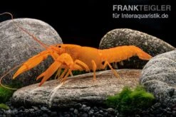 Superorangener Aprikosenkrebs, Cherax Cf. Holthuisi 12 Superorangener Aprikosenkrebs, Cherax Cf. Holthuisi -Tier Produkt Geschäft Superorangener Aprikosenkrebs Cherax cf holthuisi 06