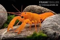 Superorangener Aprikosenkrebs, Cherax Cf. Holthuisi 13 Superorangener Aprikosenkrebs, Cherax Cf. Holthuisi -Tier Produkt Geschäft Superorangener Aprikosenkrebs Cherax cf holthuisi 07