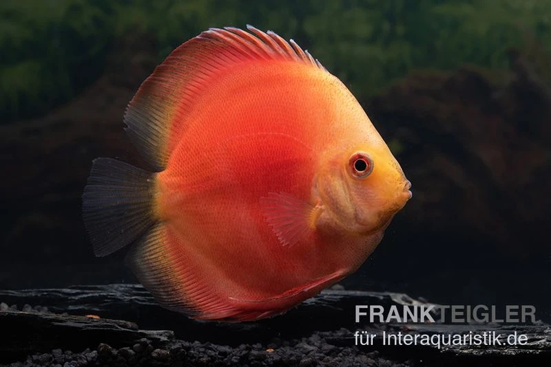 Diskusfisch ASIA-NZ, Symphysodon Discus Red Velvet 1 Diskusfisch ASIA-NZ, Symphysodon Discus Red Velvet