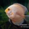 Diskusfisch ASIA-NZ, Symphysodon Discus White Gray
