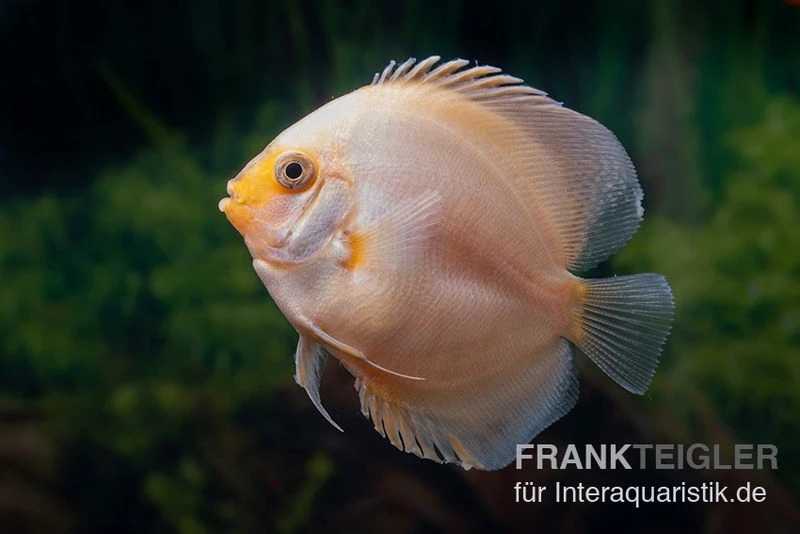 Diskusfisch ASIA-NZ, Symphysodon Discus White Gray 1 Diskusfisch ASIA-NZ, Symphysodon Discus White Gray