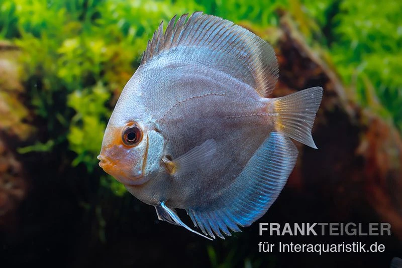 Diskusfisch ASIA-NZ, Symphysodon Discus Ocean Green (Green Diamond) 2 Diskusfisch ASIA-NZ, Symphysodon Discus Ocean Green (Green Diamond) – Bild 2