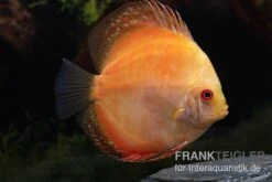 Diskusfisch ASIA-NZ, Symphysodon Discus Pigeon Pearl