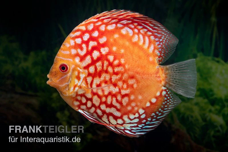 Diskusfisch ASIA-NZ, Symphysodon Discus Red Magic 1 Diskusfisch ASIA-NZ, Symphysodon Discus Red Magic