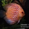 Diskusfisch ASIA-NZ, Symphysodon Discus Red Royal Pigeon (Classic Striped Pigeon)
