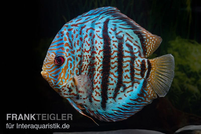 Diskusfisch ASIA-NZ, Symphysodon Discus Red Spotted Green 1 Diskusfisch ASIA-NZ, Symphysodon Discus Red Spotted Green