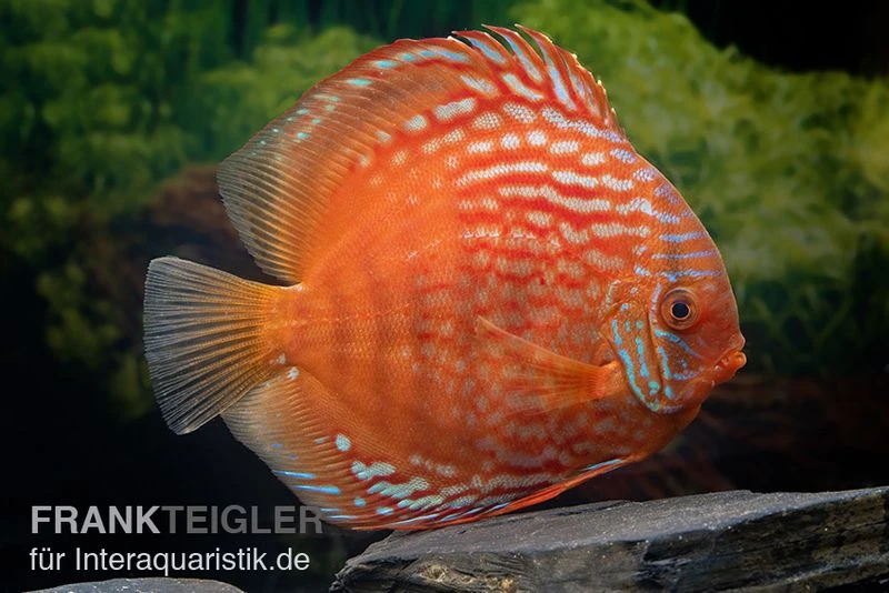 Diskusfisch ASIA-NZ, Symphysodon Discus Tiger Snake 2 Diskusfisch ASIA-NZ, Symphysodon Discus Tiger Snake – Bild 2