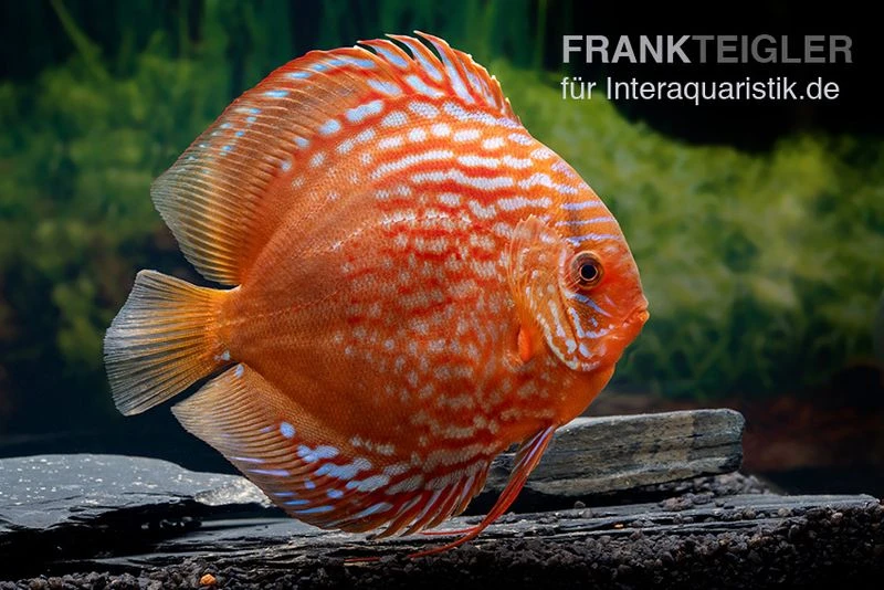 Diskusfisch ASIA-NZ, Symphysodon Discus Tiger Snake 1 Diskusfisch ASIA-NZ, Symphysodon Discus Tiger Snake
