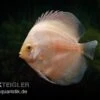 Diskusfisch ASIA-NZ, Symphysodon Discus White Diamond
