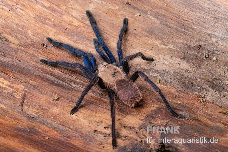 Tarantula, Ornithoctonus Sp. "Thailand" XL 1 Tarantula, Ornithoctonus Sp. "Thailand" XL