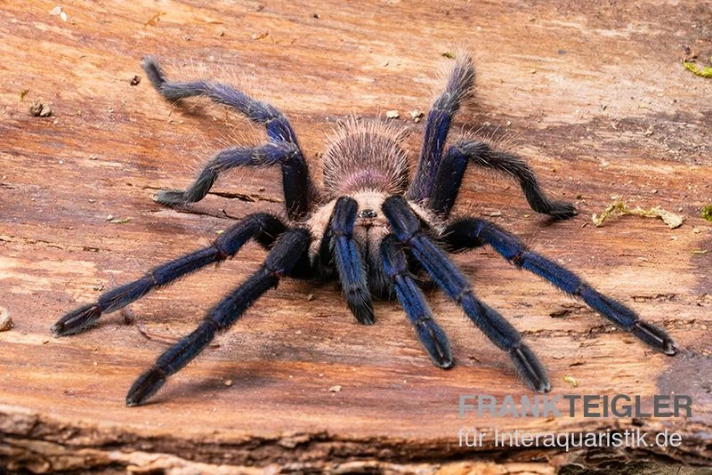 Tarantula, Ornithoctonus Sp. "Thailand" XL 3 Tarantula, Ornithoctonus Sp. "Thailand" XL – Bild 3