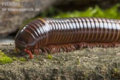 Westafrikanischer Tausendfüßer, Telodeinopus Assiensis -Tier Produkt Geschäft Telodeinopus assiensis westafrikanischer Tausendfue