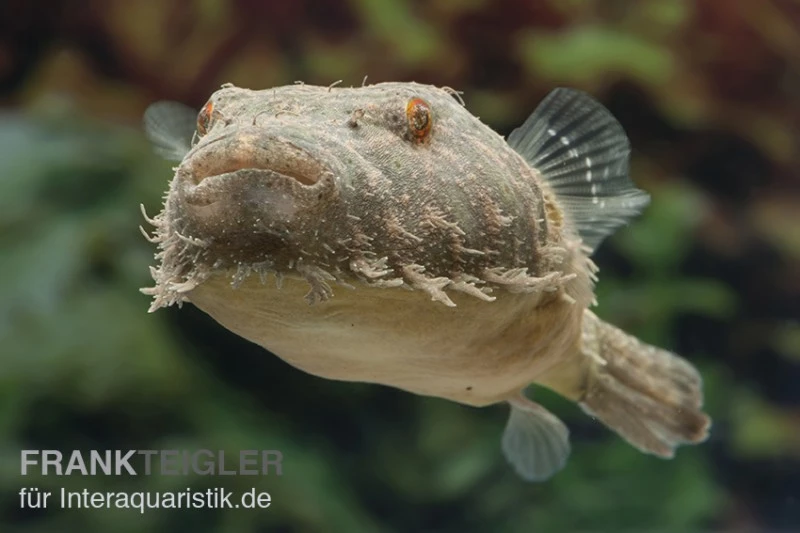 Fetzenkugelfisch, Tetraodon Baileyi (Rarität) 2 Fetzenkugelfisch, Tetraodon Baileyi (Rarität) – Bild 2