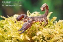 Thailand Zwergskorpion, Chaerilus Sp. Thailand -Tier Produkt Geschäft Thailand Zwergskorpion Chaerilus sp Thailand 3