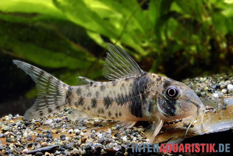 Tigerpanzerwels, Corydoras Orcesi 1 Tigerpanzerwels, Corydoras Orcesi