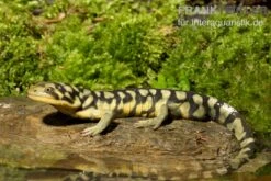 Tigersalamander, Ambystoma Tigrinum Tigrinum -Tier Produkt Geschäft Tigersalamander Ambystoma tigrinum tigrinum1