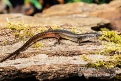 Togo-Skink, Panaspis Togoensis -Tier Produkt Geschäft Togo Skink Panaspis togoensis 3