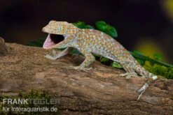 Tokeh, Gekko Gecko -Tier Produkt Geschäft Tokeh Gekko gecko 3