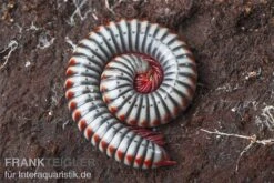 Regenbogentausendfüßer, Tonkinbolus Dollfusi -Tier Produkt Geschäft Tonkinbolus dollfusi 10