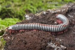 Regenbogentausendfüßer, Tonkinbolus Dollfusi -Tier Produkt Geschäft Tonkinbolus dollfusi 16