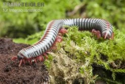 Regenbogentausendfüßer, Tonkinbolus Dollfusi -Tier Produkt Geschäft Tonkinbolus dollfusi 19