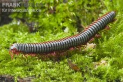 Regenbogentausendfüßer, Tonkinbolus Dollfusi -Tier Produkt Geschäft Tonkinbolus dollfusi 2