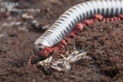 Regenbogentausendfüßer, Tonkinbolus Dollfusi -Tier Produkt Geschäft Tonkinbolus dollfusi 20