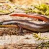 Tüpfellippenskink, Trachylepis Maculilabris