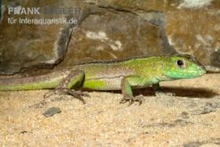 Tüpfelrennechse, Cnemidophorus Lemniscatus -Tier Produkt Geschäft Tuepfelrennechse Cnemidophorus lemniscatus 2