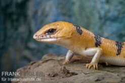 Tunesischer Nachtskink, Scincopus Fasciatus -Tier Produkt Geschäft Tunesischer Nachtskink Scincopus fasciatus 3