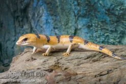Tunesischer Nachtskink, Scincopus Fasciatus -Tier Produkt Geschäft Tunesischer Nachtskink Scincopus fasciatus 4