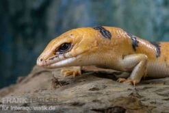 Tunesischer Nachtskink, Scincopus Fasciatus -Tier Produkt Geschäft Tunesischer Nachtskink Scincopus fasciatus 6