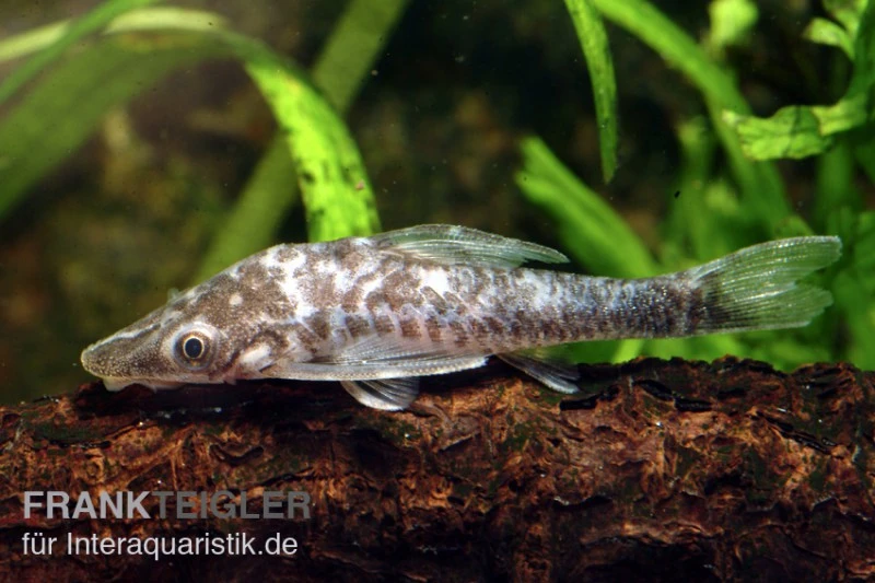 Vampir-Otocinclus, Nannoptopoma Sternoptychum 1 Vampir-Otocinclus, Nannoptopoma Sternoptychum