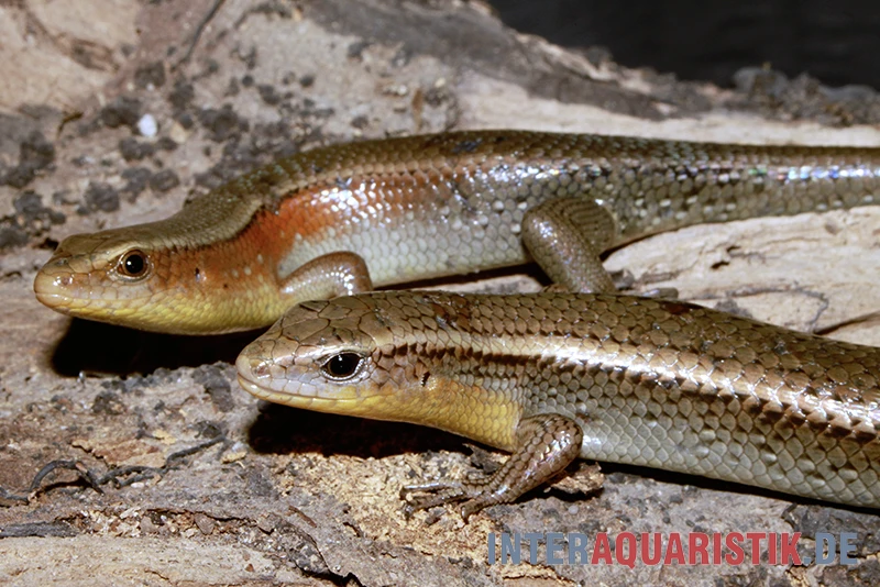 Vielstreifenmabuye, Mabuya Multifasciata 2 Vielstreifenmabuye, Mabuya Multifasciata – Bild 2