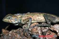 Waldgarteneidechse, Calotes Emma -Tier Produkt Geschäft Waldgarteneidechse Calotes emma2
