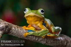 Wallace-Flugfrosch, Rhacophorus Nigropalmatus 7 Wallace-Flugfrosch, Rhacophorus Nigropalmatus -Tier Produkt Geschäft Wallace Flugfrosch Racophorus nigropalmatus 3