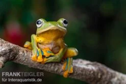 Wallace-Flugfrosch, Rhacophorus Nigropalmatus 8 Wallace-Flugfrosch, Rhacophorus Nigropalmatus -Tier Produkt Geschäft Wallace Flugfrosch Racophorus nigropalmatus 4