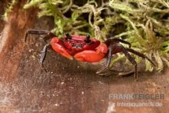 Wasserfall-Krabbe, Phricothelphusa Limula 5 Wasserfall-Krabbe, Phricothelphusa Limula -Tier Produkt Geschäft Wasserfall Krabbe Phricothelphusa limula 3