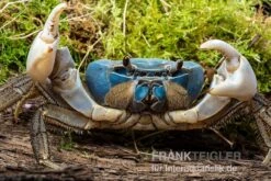 Weihnachtsinsel-Krabbe, Discoplax Celeste -Tier Produkt Geschäft Weihnachtsinsel Krabbe Discoplax celeste 3