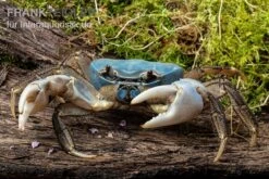 Weihnachtsinsel-Krabbe, Discoplax Celeste -Tier Produkt Geschäft Weihnachtsinsel Krabbe Discoplax celeste 4