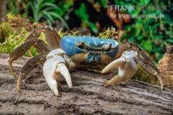 Weihnachtsinsel-Krabbe, Discoplax Celeste -Tier Produkt Geschäft Weihnachtsinsel Krabbe Discoplax celeste 5